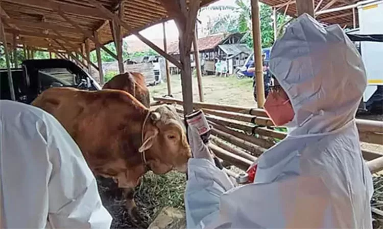 Dinas kesehatan Hewan Kabupaten Pasuruan Gencarkan Vaksinasi Jelang Idul Adha, Untuk Mencegah Terjadinya  PMK Agar Tak Kembali Merajalela