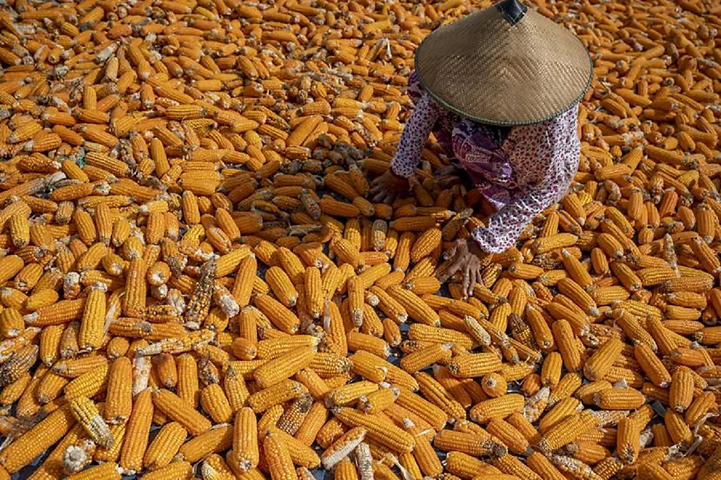 Produksi Jagung Pasuruan Turun, Dinas Pertanian Dorong Diversifikasi Lahan