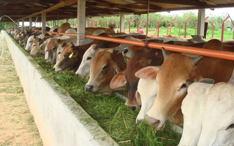 6 Ekor Sapi Mati, 5 Ekor Dipotong Paksa, Wabah PMK Mewabah Lagi