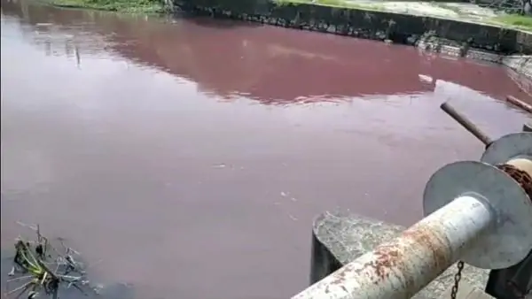 Sungai Wrati Tercemar…! Diduga Pt. Mega Buana Peper Mills Buang Limbah Cair Tampa Dinetralisir