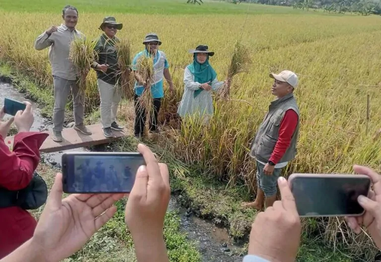 Panen Raya Poktan Desa Kepulungan Kec Gempol