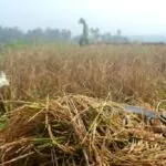 Gagal panen akibat dari pencemaran tanah