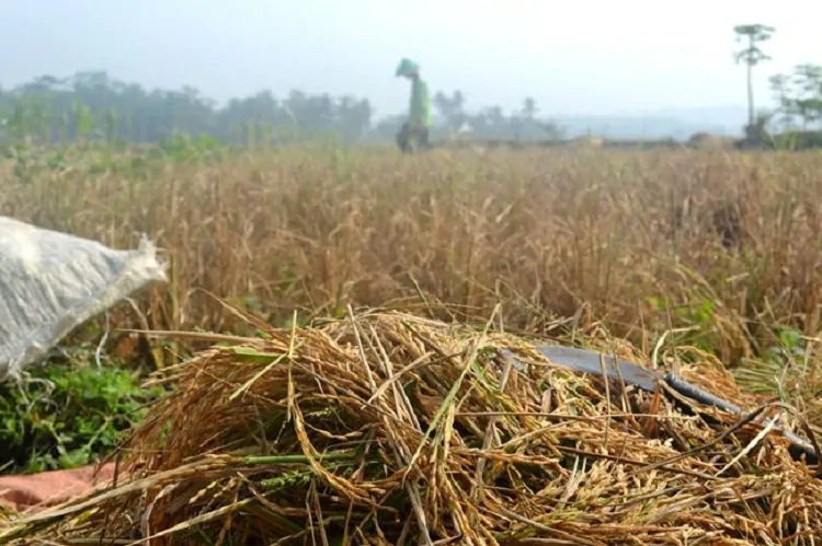 Diduga PT.SAA Buang Limbah B3 Sembarang Petani Kedungringin Resah