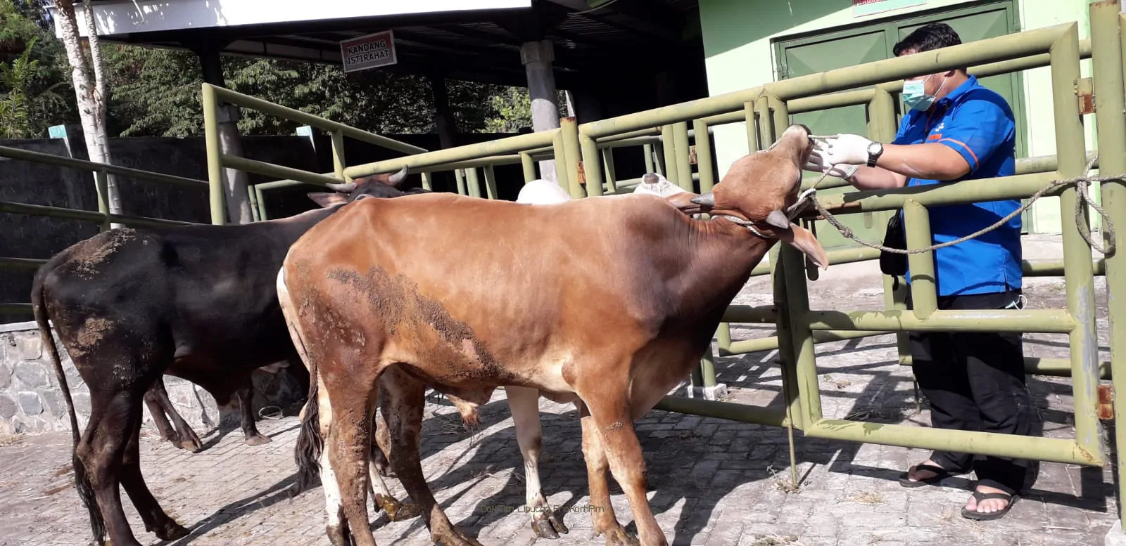 Penanganan Kasus Lumpy Skin Disease (LSD) Dapat Di Minimalisir Oleh Dinas Peternakan Kabupaten Pasuruan