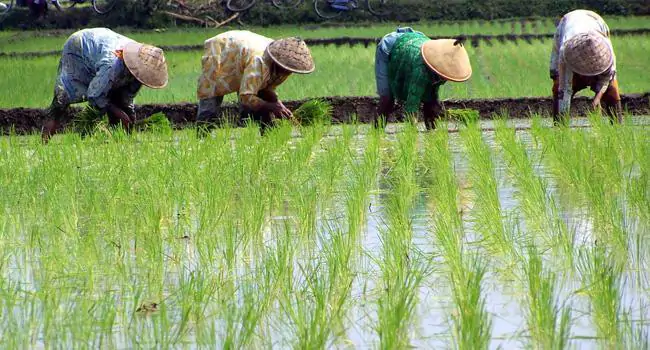 Mengatasi Tantangan Biaya Produksi Pertanian