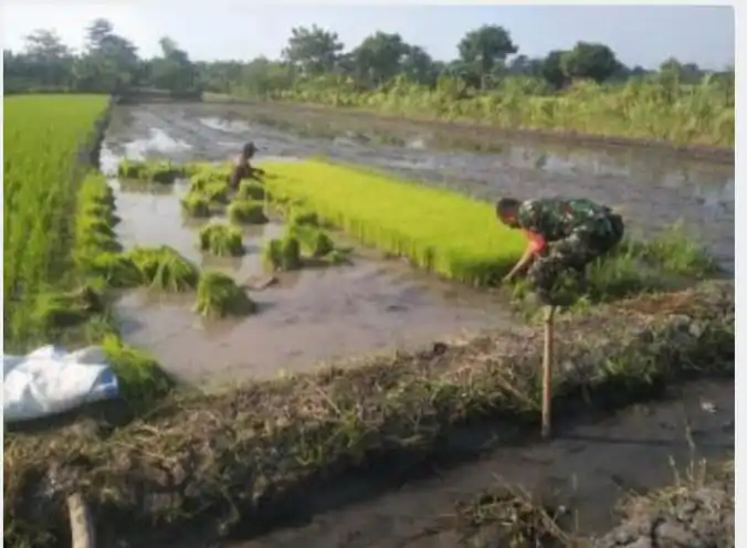 Dinas Pertanian Kabupaten Pasuruan Kerjasama Dengan Babinsa Koramil 0819/03 Kraton Dalam Kegiatan Pendampingan Ketahanan Pangan