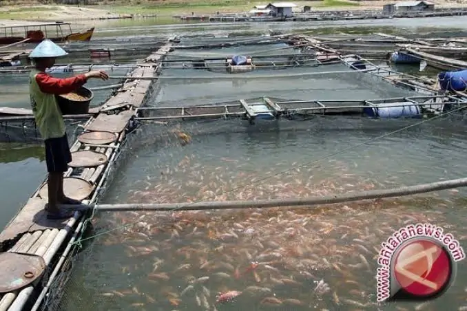 Dinas Perikanan Kabupaten Pasuruan targetkan budi daya ikan Tembus sampai 20 ribu ton.
