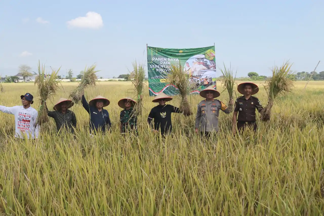 Bupati Probolinggo Gus dr .Haris dan Forkopimda Panen Raya Padi Secara Serentak