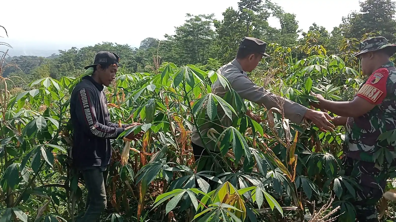 Panen Raya Jagung di Lahan Perhutani, Bhabinkamtibmas Jadi Motor Ketahanan Pangan di Banjarimbo