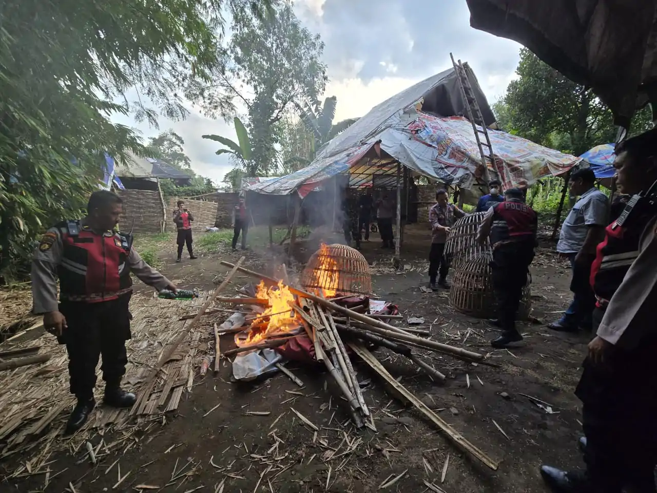 Tindak Tegas Perjudian Polres Mojokerto Bongkar Arena Sabung Ayam