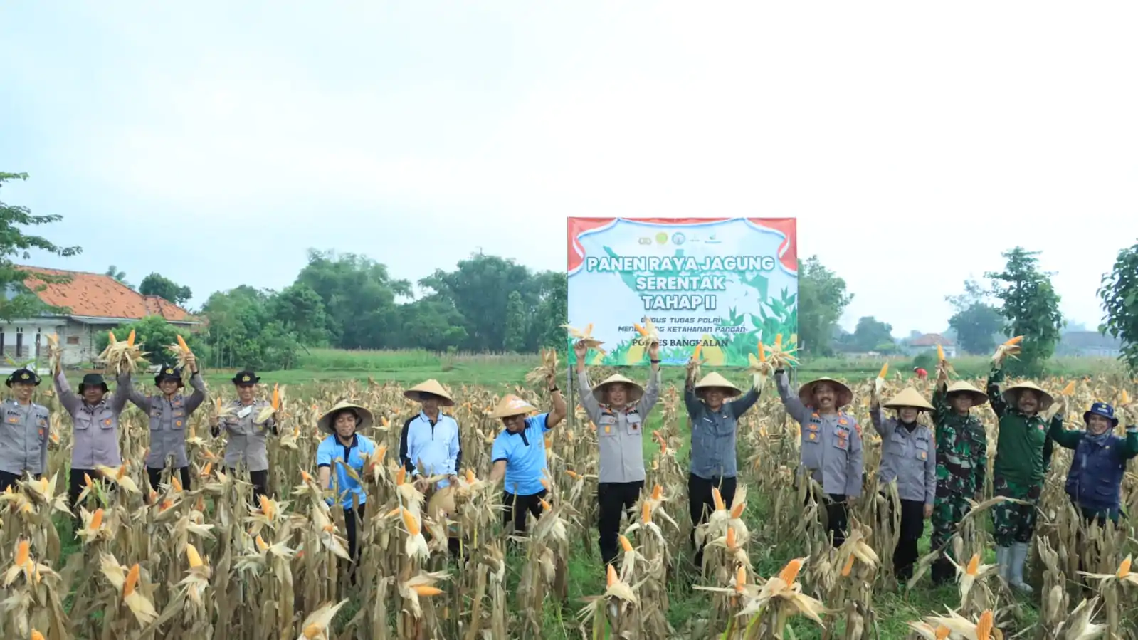 Dukung Ketahanan Pangan, Polres Bangkalan Bersama 3 Pilar Panen Jagung Tahap Kedua