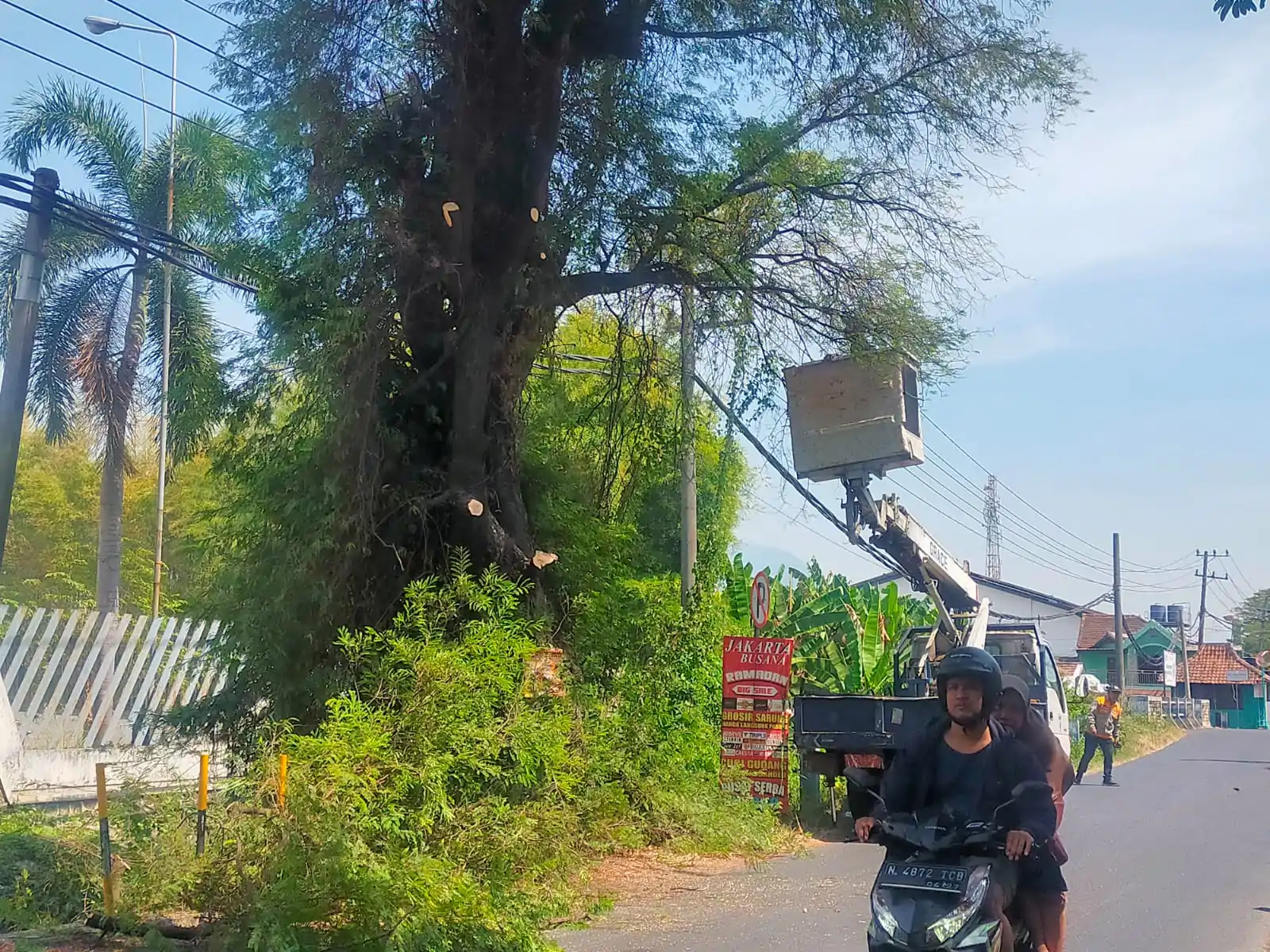 Pohon Kering Rawan Roboh di Jalan Gununggangsir, Pemkab Pasuruan Lakukan Pemotongan